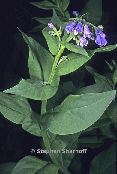 mertensia ciliata var stomatechoides 6 graphic